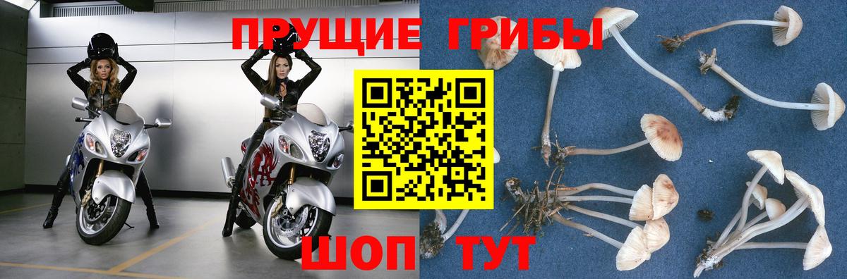 Галлюциногенные грибы Psilocybine cubensis Славгород